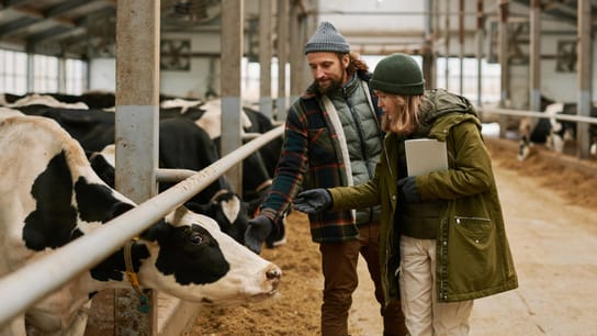 Priorizar la excelencia y el cumplimiento de los proveedores: agrónomos con vacas