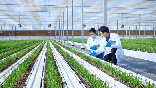 yeşillik alanda işçiler