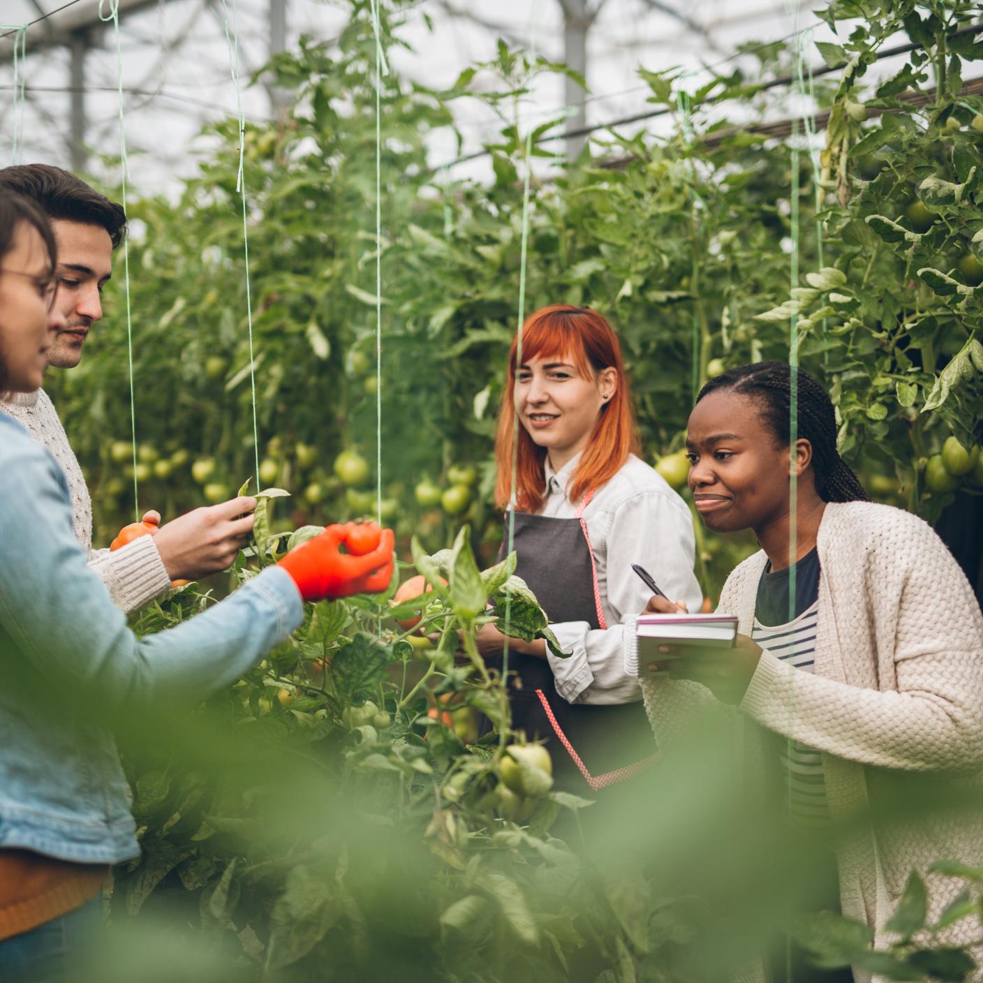 people working with fruit