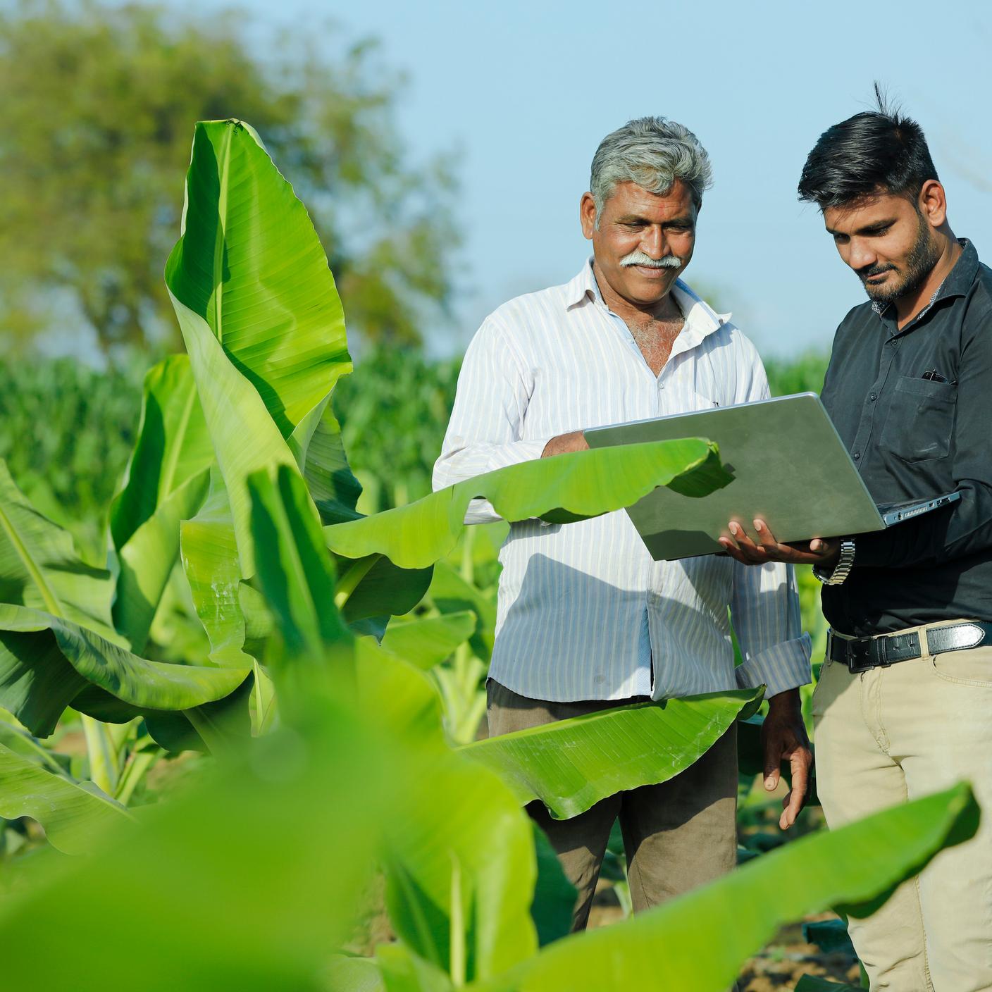 Agricultor con agrónomo en el campo mirando el modelo en la computadora portátil