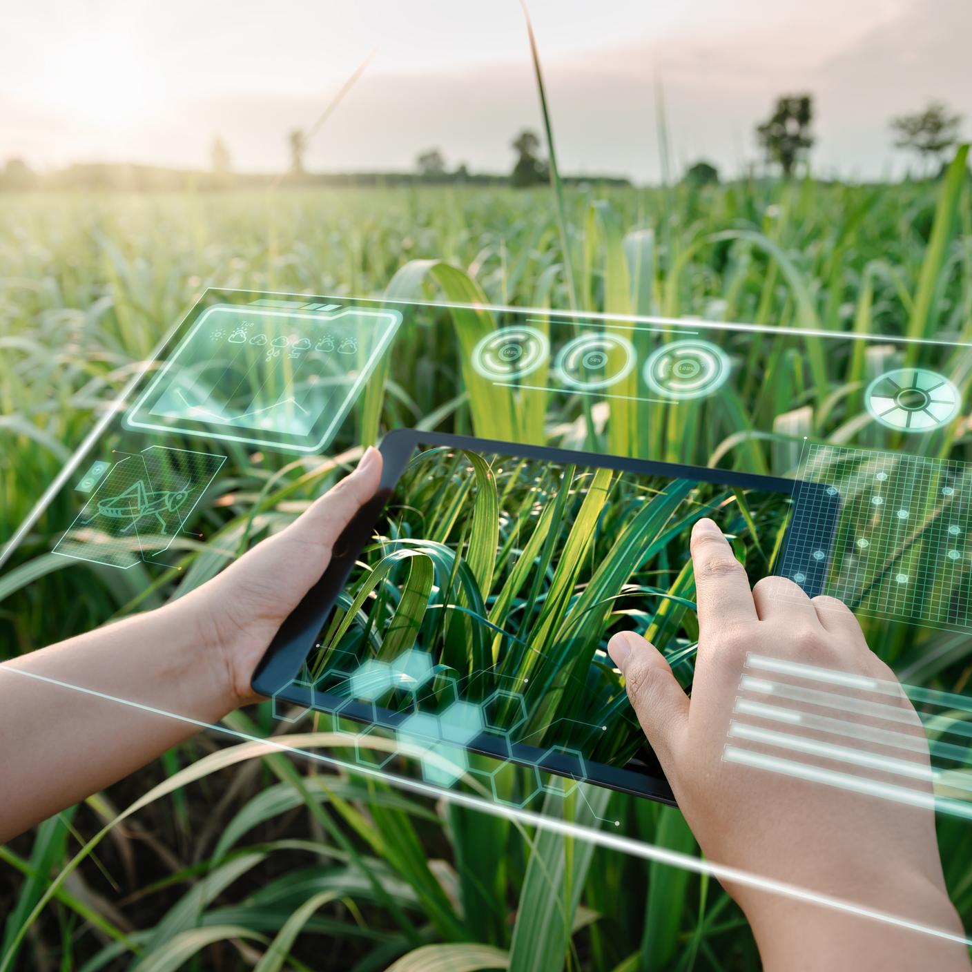 Dare forma alla fiducia nella AI: lavoratrice agricola usa un tablet digitale con realtà virtuale Intelligenza artificiale (IA) per analizzare le malattie delle piante nei campi di canna da zucchero