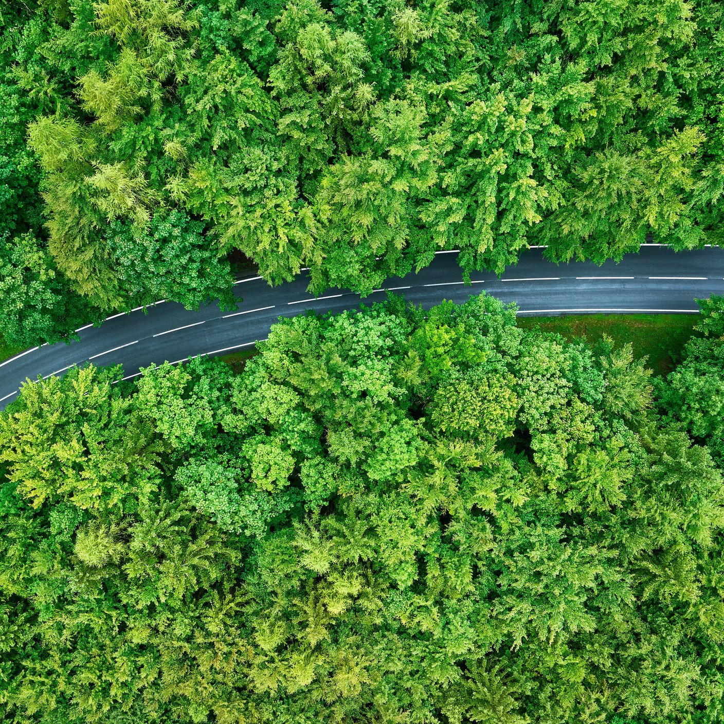 forest road in a country side