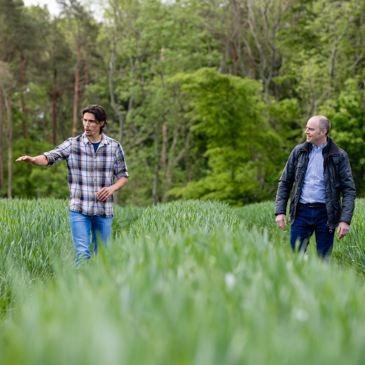 A farmer walking through tramlines in the wheat field on his sustainable farm in Embleton, North East England with a land agent. The farmer is explaining about the crop in the field and giving the agent more information about the land while they walk to aid his decisions when valuing and assessing the land.