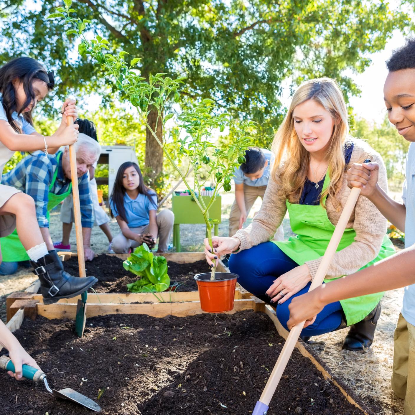 Diverse group of private elementary school students are digging in soil in vegetable garden, and planting plants.