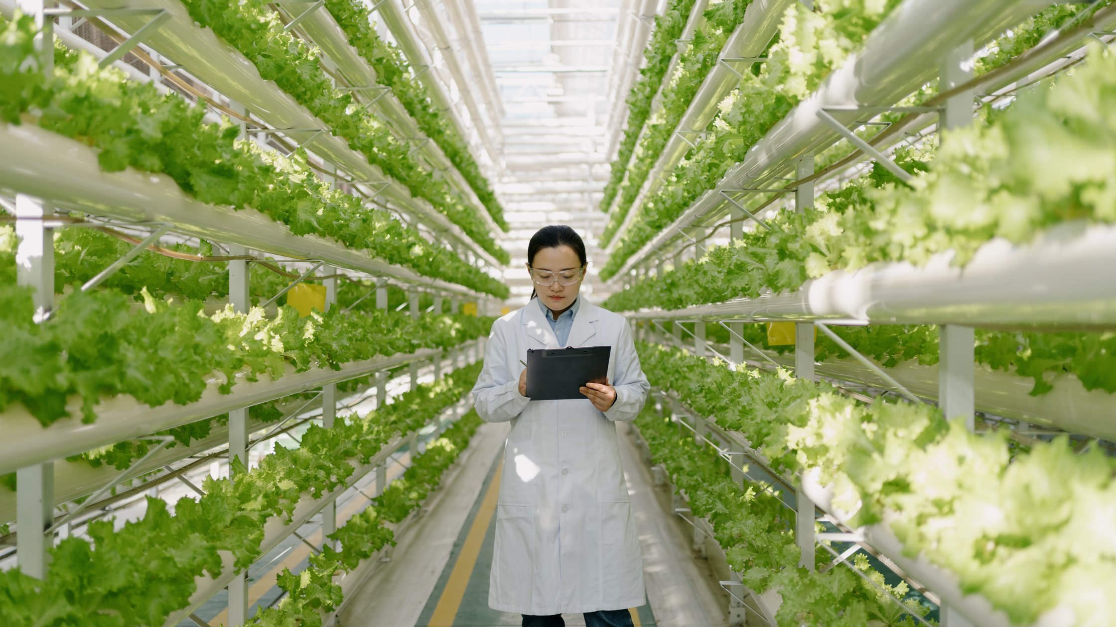 Female engineer is inspecting soilless vegetable greenhouses.
