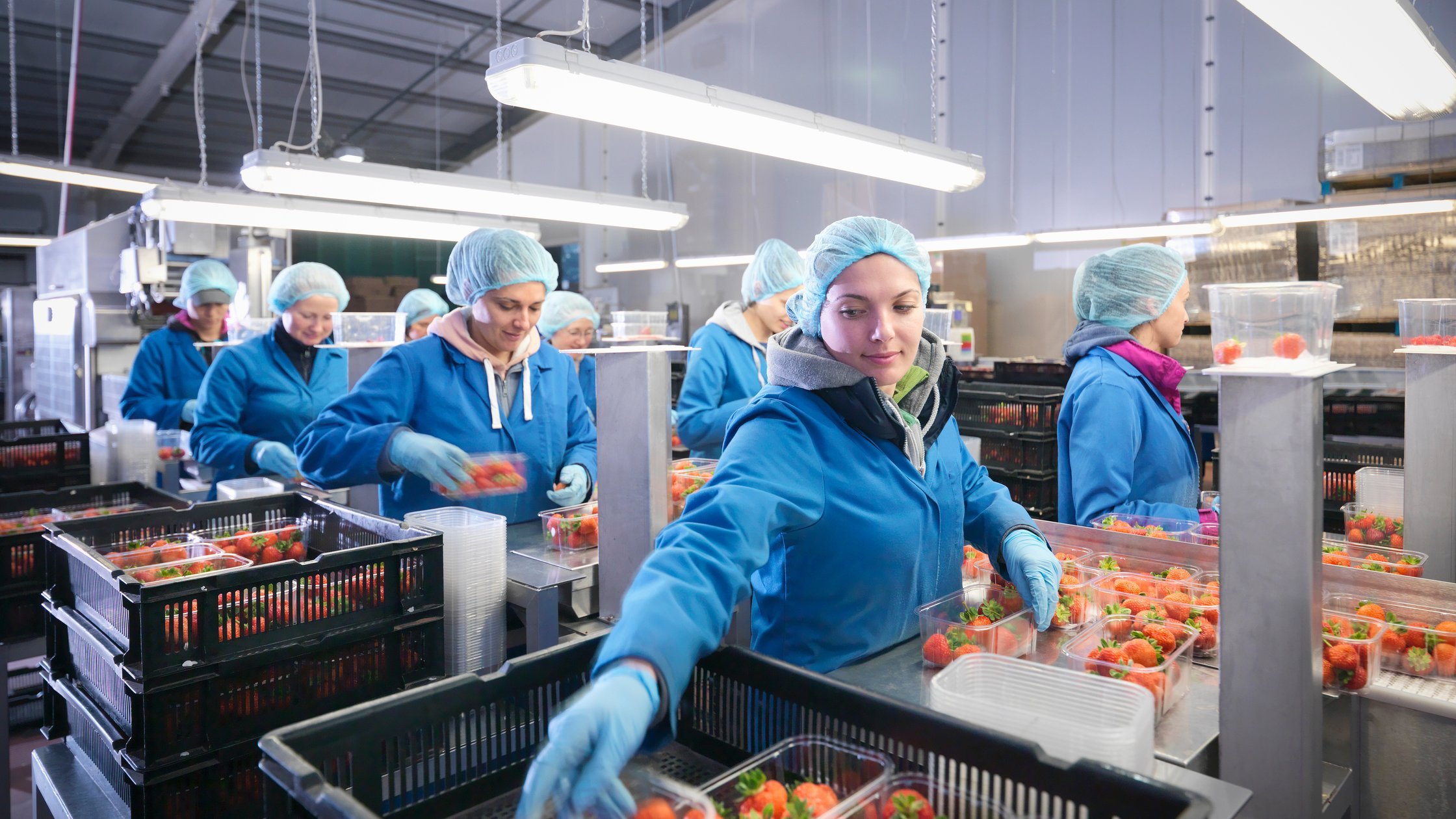 Workers packing fresh strawberries into trays on fruit farm.